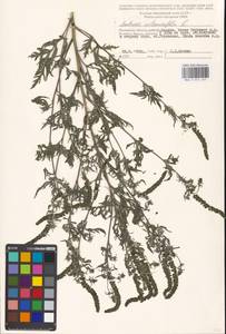 Ambrosia artemisiifolia L., Eastern Europe, Moscow region (E4a) (Russia)