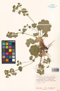 Alchemilla breviloba H. Lindb., Eastern Europe, Moscow region (E4a) (Russia)