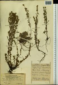 Artemisia frigida Willd., Siberia, Altai & Sayany Mountains (S2) (Russia)