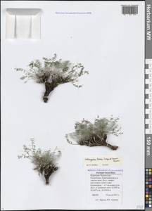 Astragalus levieri Freyn ex Sommier & Levier, Caucasus, Stavropol Krai, Karachay-Cherkessia & Kabardino-Balkaria (K1b) (Russia)