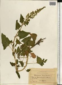 Blitum bonus-henricus (L.) Rchb., Eastern Europe, Central region (E4) (Russia)