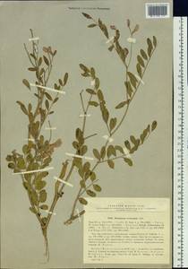 Corethrodendron fruticosum (Pall.) B.H.Choi & H.Ohashi, Siberia, Baikal & Transbaikal region (S4) (Russia)