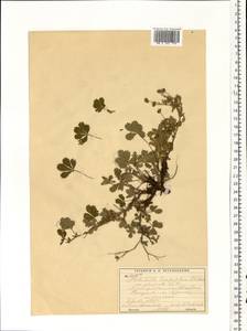 Potentilla leucopolitana P. J. Müll. ex F. W. Schultz, Eastern Europe, Moscow region (E4a) (Russia)