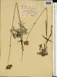 Jurinea cyanoides (L.) Rchb., Eastern Europe, Lower Volga region (E9) (Russia)