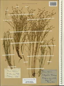 Juncus bufonius L., Caucasus, Armenia (K5) (Armenia)