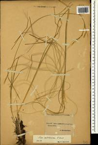 Stipa pulcherrima K.Koch, Caucasus, Stavropol Krai, Karachay-Cherkessia & Kabardino-Balkaria (K1b) (Russia)