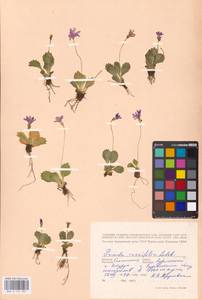 Primula cuneifolia Ledeb., Siberia, Russian Far East (S6) (Russia)