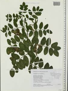 Astragalus glycyphyllos L., Eastern Europe, Central region (E4) (Russia)