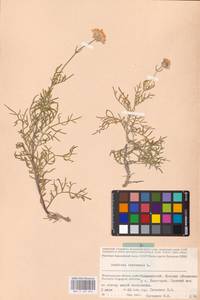 Lomelosia isetensis (L.) Soják, Eastern Europe, Lower Volga region (E9) (Russia)