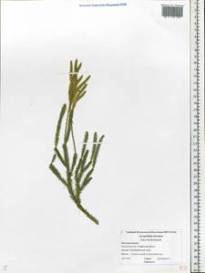 Lycopodium clavatum L., Eastern Europe, Central forest region (E5) (Russia)