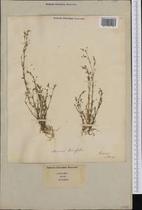 Sabulina tenuifolia subsp. tenuifolia, Western Europe (EUR) (Italy)