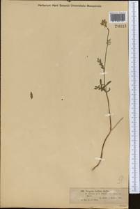 Turgenia latifolia (L.) Hoffm., Middle Asia, Dzungarian Alatau & Tarbagatai (M5) (Kazakhstan)