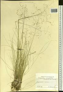 Ptilagrostis mongholica (Turcz. ex Trin.) Griseb., Siberia, Baikal & Transbaikal region (S4) (Russia)