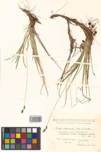 Carex sabynensis Less. ex Kunth, Siberia, Russian Far East (S6) (Russia)