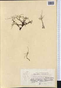 Equisetum arvense L., Western Europe (EUR) (Svalbard and Jan Mayen)