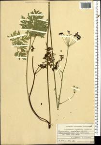 Physospermum cornubiense (L.) DC., Caucasus, Stavropol Krai, Karachay-Cherkessia & Kabardino-Balkaria (K1b) (Russia)