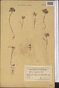 Allium kujukense Vved., Middle Asia, Western Tian Shan & Karatau (M3) (Kazakhstan)