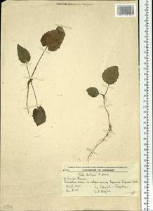 Viola hirtipes S. Moore, Siberia, Russian Far East (S6) (Russia)