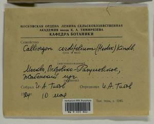 Calliergon cordifolium (Hedw.) Kindb., Bryophytes, Bryophytes - Moscow City & Moscow Oblast (B6a) (Russia)