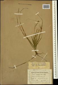 Carex michelii Host, Caucasus, Stavropol Krai, Karachay-Cherkessia & Kabardino-Balkaria (K1b) (Russia)