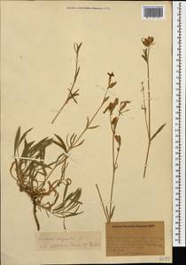 Silene sisianica Boiss. & Buhse, Caucasus, Armenia (K5) (Armenia)