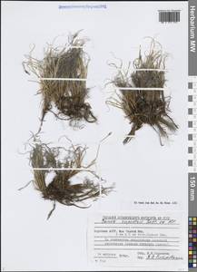 Carex rupestris All., Siberia, Yakutia (S5) (Russia)