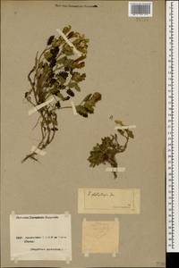 Scutellaria platystegia Juz., Caucasus, Armenia (K5) (Armenia)