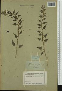 Blitum virgatum L., Botanic gardens and arboreta (GARD)