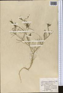 Cuminum setifolium (Boiss.) Koso-Pol., Middle Asia, Pamir & Pamiro-Alai (M2) (Uzbekistan)