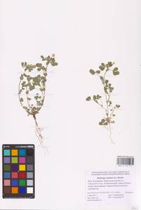 Medicago minima (L.) Bartal., Eastern Europe, Lower Volga region (E9) (Russia)