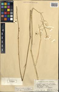 Galagania tenuisecta (Regel & Schmalh.) M.G.Vassiljeva & Pimenov, Middle Asia, Karakum (M6) (Turkmenistan)
