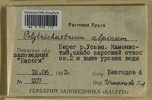 Polytrichastrum alpinum (Hedw.) G.L. Sm., Bryophytes, Bryophytes - Permsky Krai, Udmurt Republic, Sverdlovsk & Kirov Oblasts (B8) (Russia)