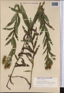 Pentanema salicinum (L.) D. Gut. Larr., Santos-Vicente, Anderb., E. Rico & M. M. Mart. Ort., Siberia, Altai & Sayany Mountains (S2) (Russia)
