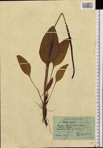 Plantago major L., Siberia, Russian Far East (S6) (Russia)