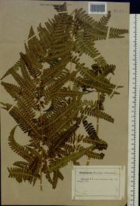 Dryopteris filix-mas (L.) Schott, Eastern Europe, Central forest-and-steppe region (E6) (Russia)