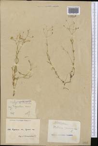 Stellaria graminea L., Middle Asia, Northern & Central Kazakhstan (M10) (Kazakhstan)