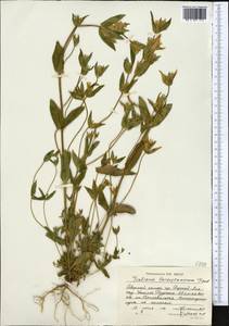 Gentianella turkestanorum (Gandoger) Holub, Middle Asia, Northern & Central Tian Shan (M4) (Kyrgyzstan)