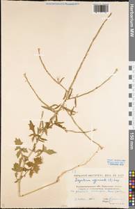 Sisymbrium officinale (L.) Scop., Eastern Europe, North Ukrainian region (E11) (Ukraine)