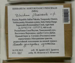 Flexitrichum flexicaule (Schwägr.) Ignatov & Fedosov, Bryophytes, Bryophytes - Yakutia (B19) (Russia)