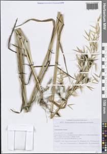 Avena sterilis subsp. ludoviciana (Durieu) Nyman, Eastern Europe, Middle Volga region (E8) (Russia)