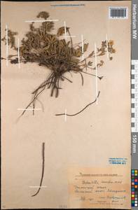 Potentilla humifusa Willd. ex D.F.K.Schltdl., Middle Asia, Northern & Central Kazakhstan (M10) (Kazakhstan)