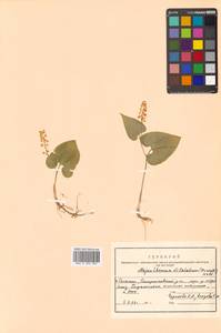 Maianthemum dilatatum (Alph.Wood) A.Nelson & J.F.Macbr., Siberia, Russian Far East (S6) (Russia)