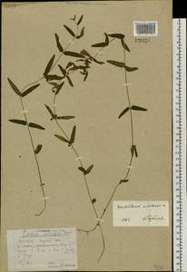 Scutellaria ochotensis Prob., Siberia, Yakutia (S5) (Russia)