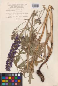 Delphinium dictyocarpum DC., Eastern Europe, Eastern region (E10) (Russia)