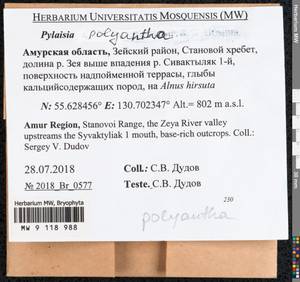 Pylaisia polyantha (Hedw.) Schimp., Bryophytes, Bryophytes - Russian Far East (excl. Chukotka & Kamchatka) (B20) (Russia)
