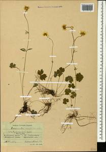 Ranunculus breyninus Crantz, Caucasus, Stavropol Krai, Karachay-Cherkessia & Kabardino-Balkaria (K1b) (Russia)