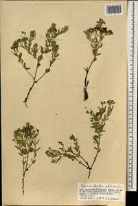Heliotropium sibiricum (L.) J. I. M. Melo, Mongolia (MONG) (Mongolia)