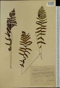 Thelypteris palustris Schott, Siberia, Russian Far East (S6) (Russia)