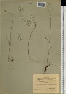 Cardamine pratensis L., Siberia, Yakutia (S5) (Russia)