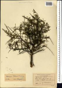 Rhamnus erythroxyloides subsp. erythroxyloides, Caucasus, Armenia (K5) (Armenia)